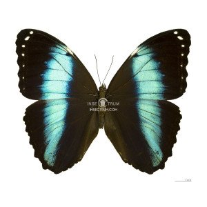 MORPHO HELENOR